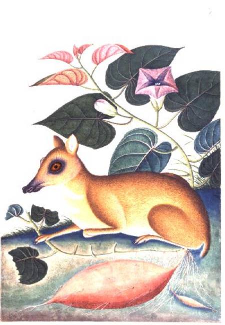 Study of a Mouse Deer by a Flowering Sweet Potato Plant, Company School von Anonymous