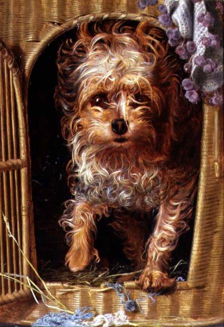 Darby, a Yorkshire Terrier von Anthony Frederick Augustus Sandys