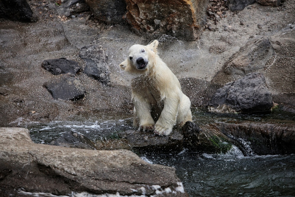 IHRE NIEDLICHKEIT,der kleine Wasserliebhaber von Antje Wenner-Braun