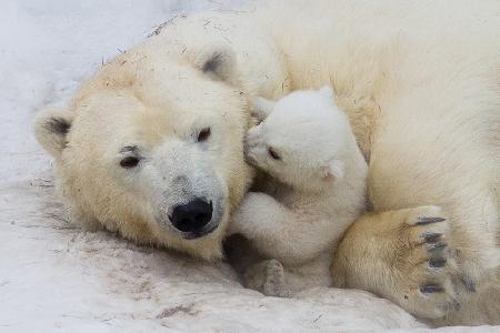 Eisbär mit Mama