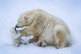 Eisbär mit Mama