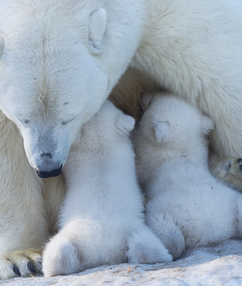 Eisbärenmutter füttert Zwillingsjunges von Anton Belovodchenko