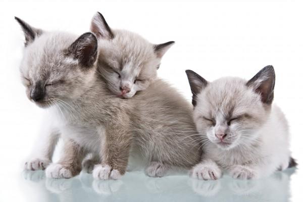 Baby Kittens Sleeping von Antonio Nunes