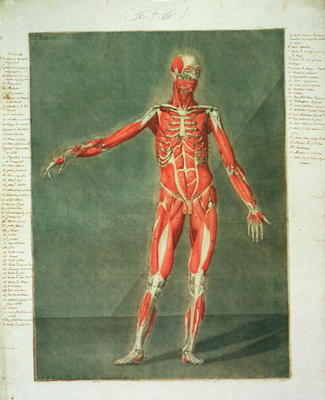 Superficial Muscular System of the Front of the Body, plate 4 from a complete course of anatomy with von Arnauld Eloi Gautier D'Agoty
