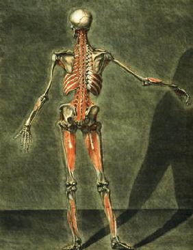 Deep Muscular System of the Back of the Body, plate 10 of a complete course of anatomy with text by 19th