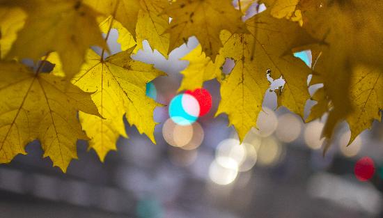 Herbst in Berlin von Arno Burgi