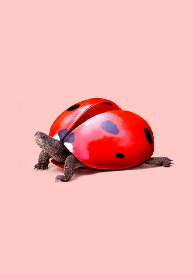 Marienkäferschildkröte