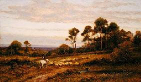 A Surrey Pasture