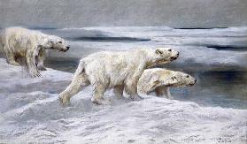 Eisbären, um 1900