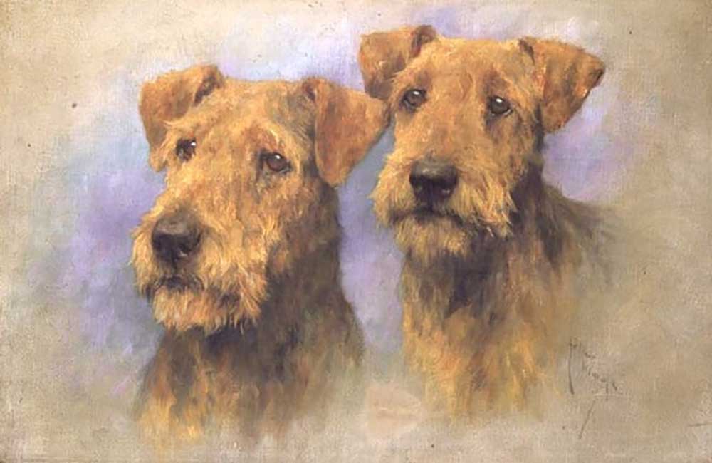 Portrait von zwei Lakeland Terriern von Arthur Wardle