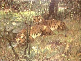 Tiger, die im tropischen Wald durch einen Fluss stillstehen