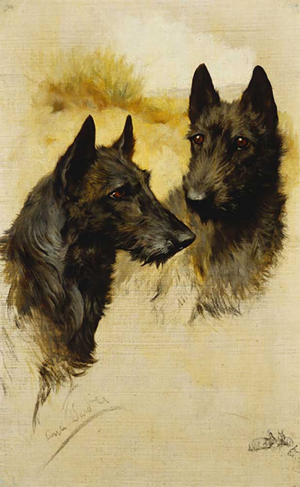 Zwei schottische Terrier von Arthur Wardle