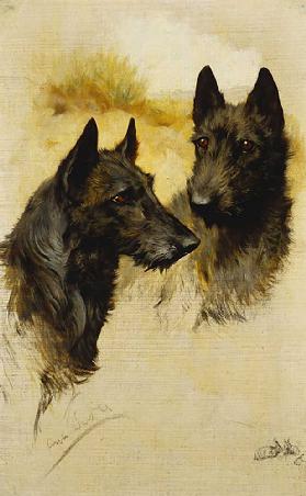 Zwei schottische Terrier