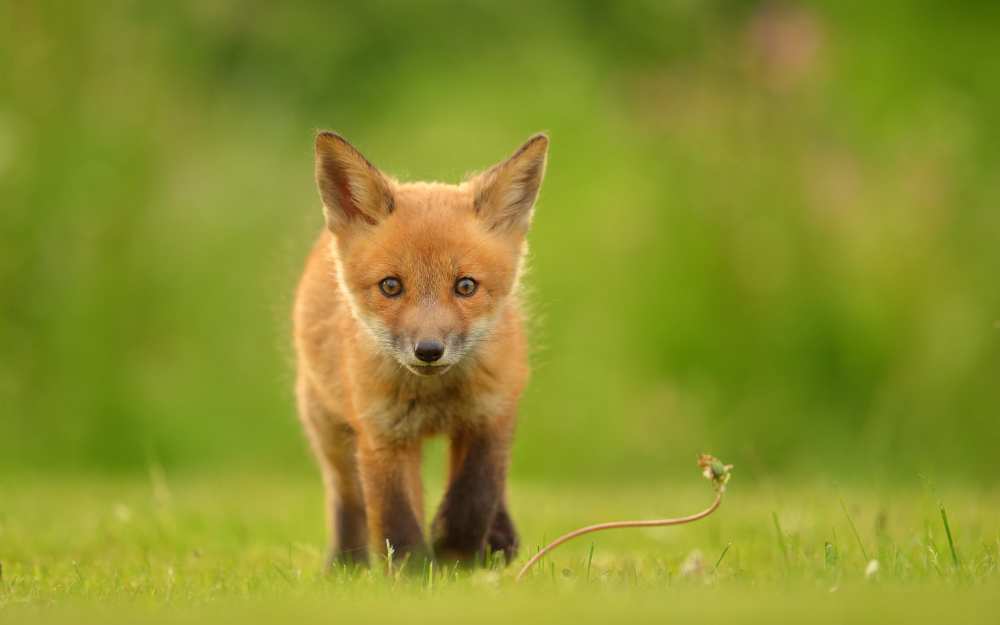 Baby Red Fox von Assaf Gavra