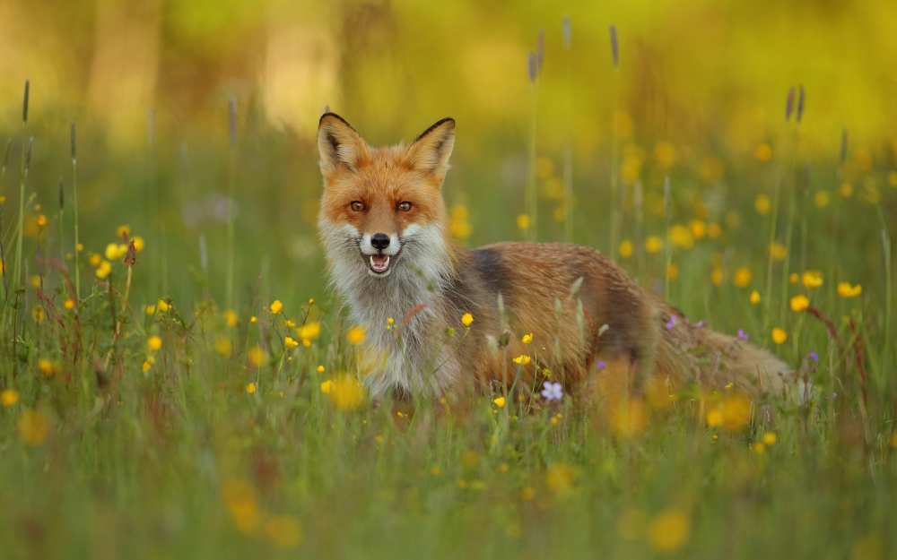 Red Fox von Assaf Gavra