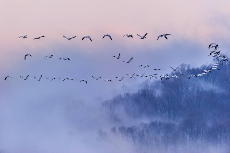 Snow Geese von Austin Li
