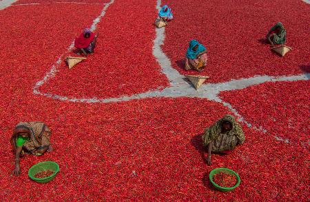 Frauen sammeln rote Chilis