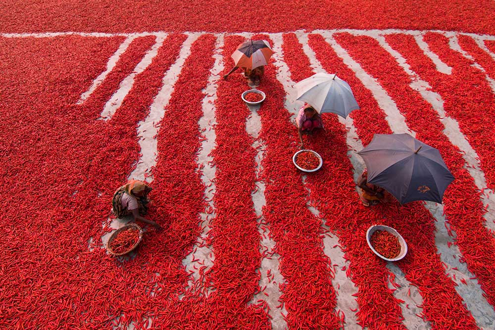 Red Chilies Pickers von Azim Khan Ronnie