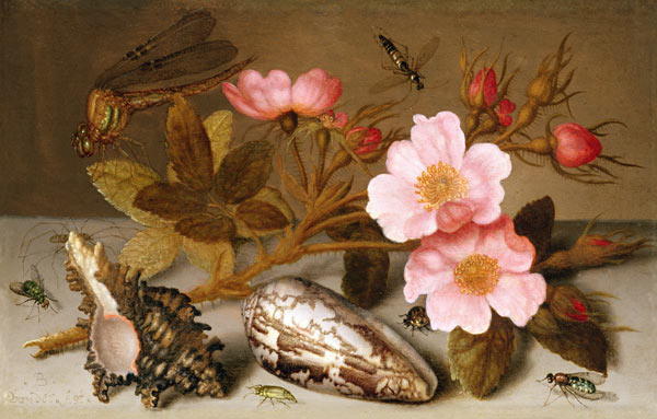 Still life depicting flowers, shells and a dragonfly (oil on copper) (for pair see 251377) von Balthasar van der Ast