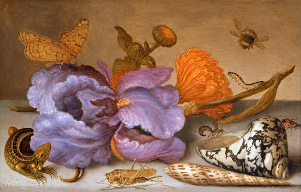 Still life depicting flowers, shells and insects (oil on copper) (for pair see 251378) von Balthasar van der Ast