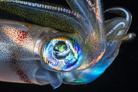 Auge des Tintenfischs