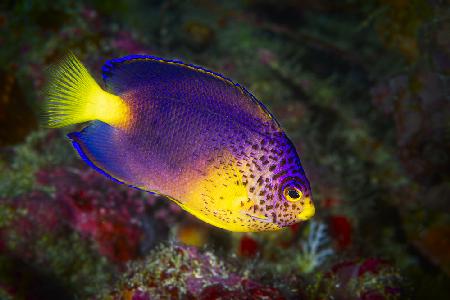 Blauer Mauritius-Kaiserfisch