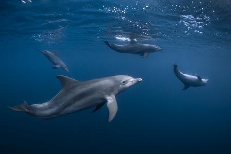 Delfinbande