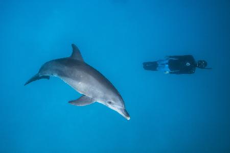 Delphin und Freitaucher