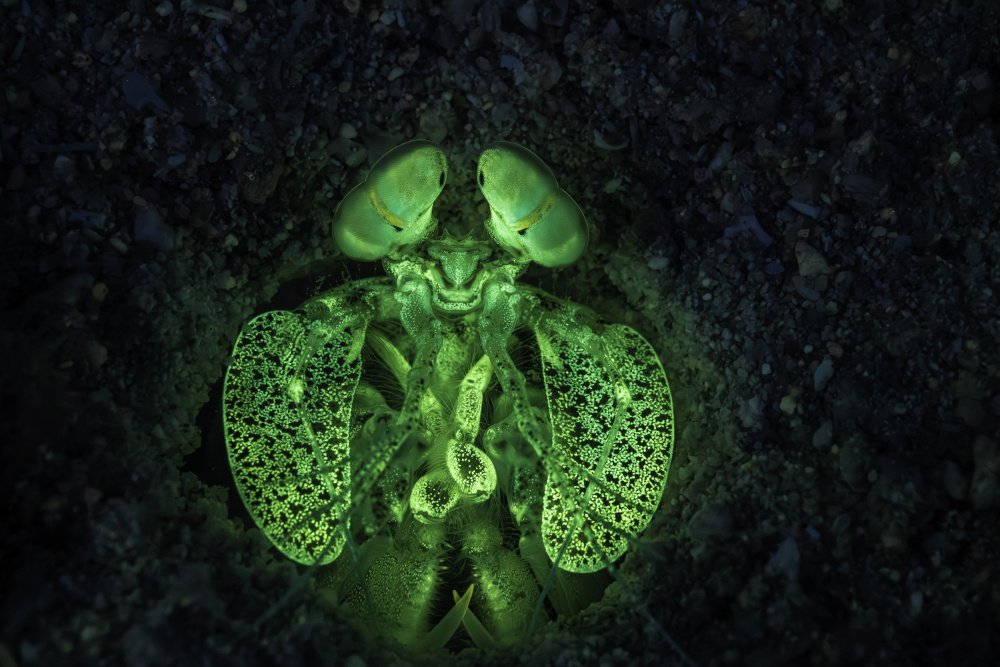 Fluoreszierende Mantis-Garnele von Barathieu Gabriel