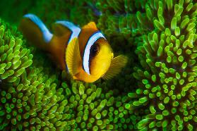 Gelber Clownfisch auf grünem Anemon