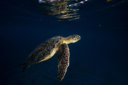 Grüne Schildkröte