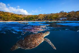 Grüne Schildkröte - Meeresschildkröte