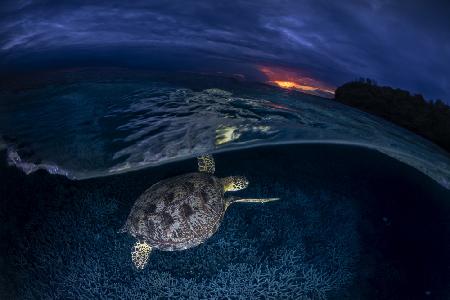 Grüne Schildkröte bei Sonnenuntergang