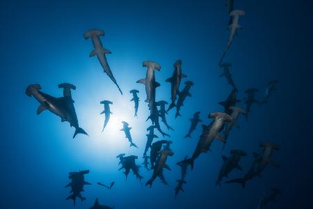 Hammerhai - Unterwasserfotografie