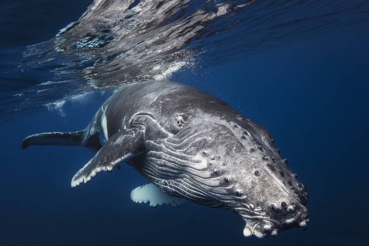 Humpback Whale von Barathieu Gabriel