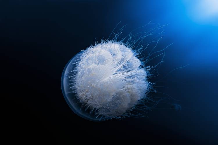 Jellyfish von Barathieu Gabriel