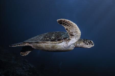 Meereslebewesen: Grüne Schildkröte