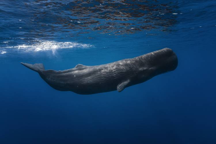 Sperm whale von Barathieu Gabriel