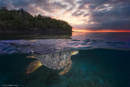 Über der Oberfläche - Meeresschildkröte