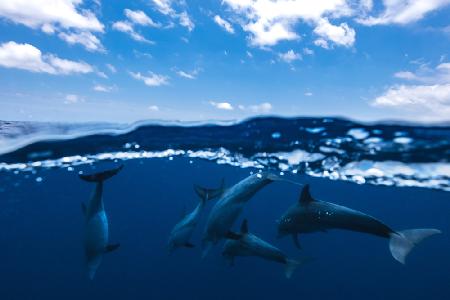 Zwischen Luft und Wasser mit den Delfinen