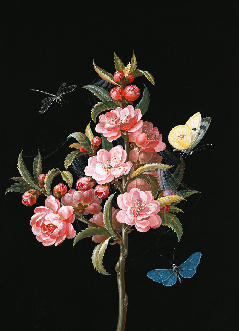 Japanische Quitte (oder Kirsche) mit Libelle und Schmetterlingen von Barbara Regina Dietzsch