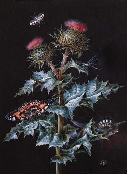 A Study of a Thistle with Insects (gouache)