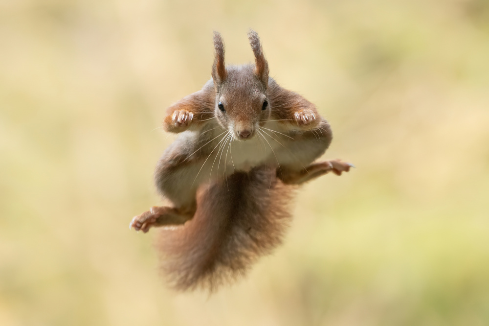Eichhörnchen-Ninja von Bart Michiels