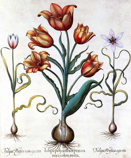 Tulipa Perfica non aperta, Tulipa Polyanthos Pracox von Basilius Besler