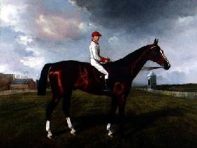 "St. Gatien" with Charles Wood Up, at Newmarket 1885