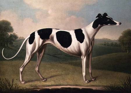 Greyhound von Benjamin Killingbeck