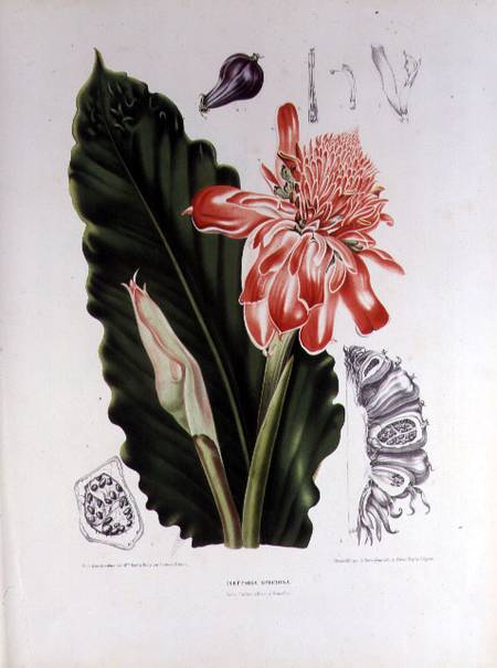 Elettaria Speciosa, illustration from 'Fleurs, Fruits et Feuillage Choises de la Flore et da la Pomo von Berthe Hoola van Nooten