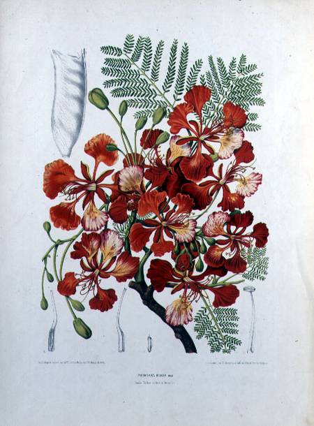 Poinciana Regia, illustration from 'Fleurs, Fruits et Feuillages Choises de la Flore et de la Pomone von Berthe Hoola van Nooten