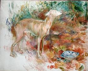 Laerte the Greyhound 1894