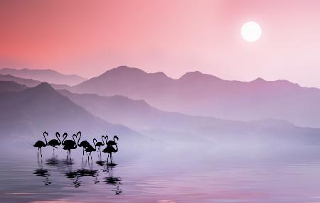 Flamingos-Sonnenuntergang